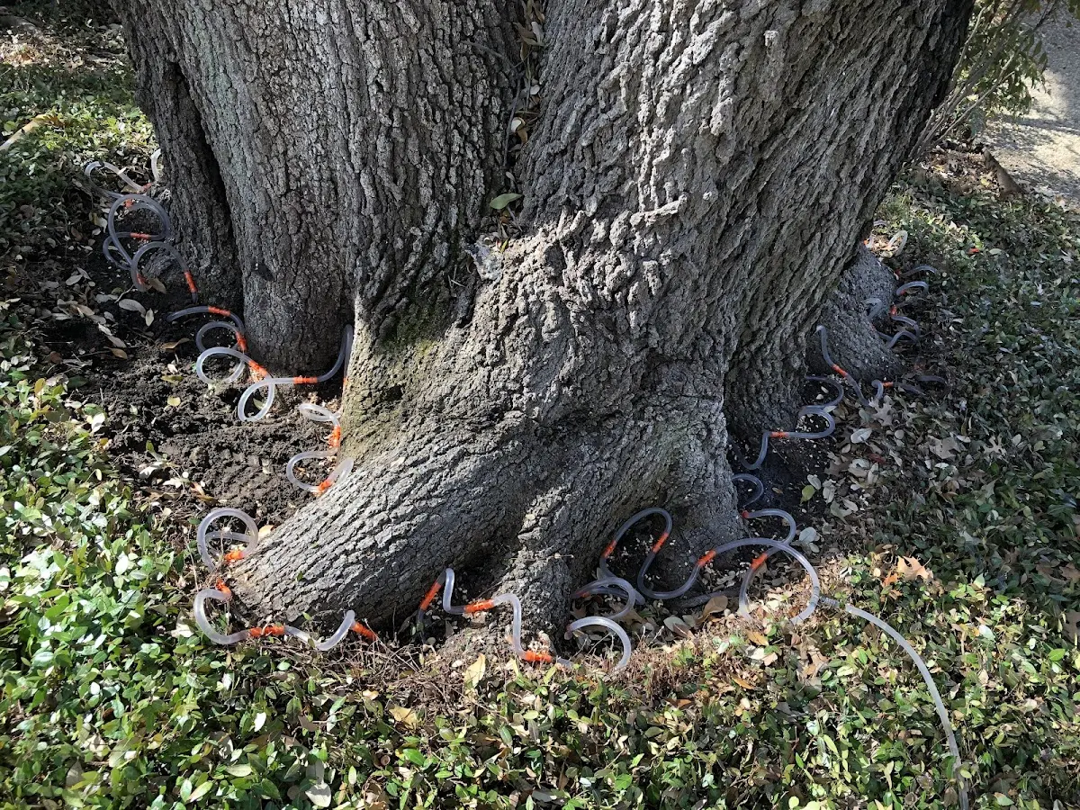 Detailed Tree Cabling and Bracing job site in Belle Glade