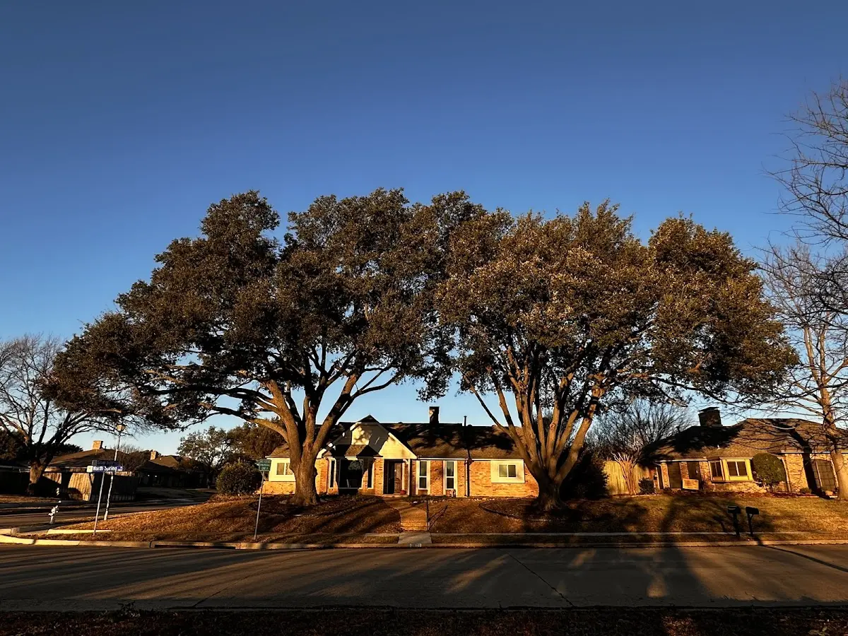 Established residential canopy tree shading a home in Belle Glade